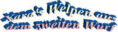 Xara's Welpen aus 
dem zweiten Wurf